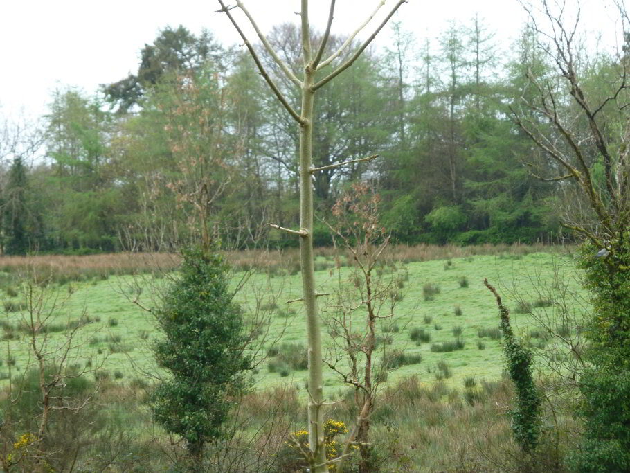 Photo 1 of Cavanalough Glebe, Drumsloe Road, Ballinamallard