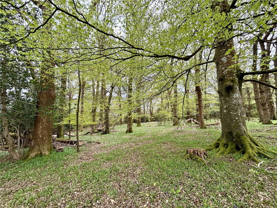 Woodland 2