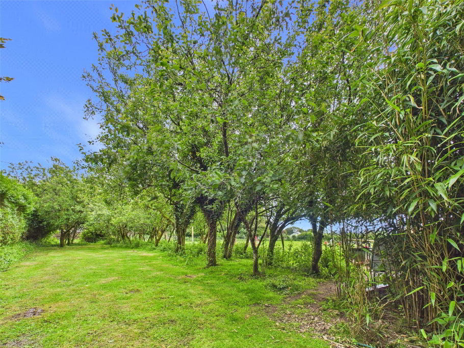 Plum Orchard