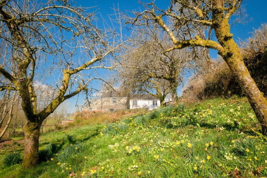 Orchard