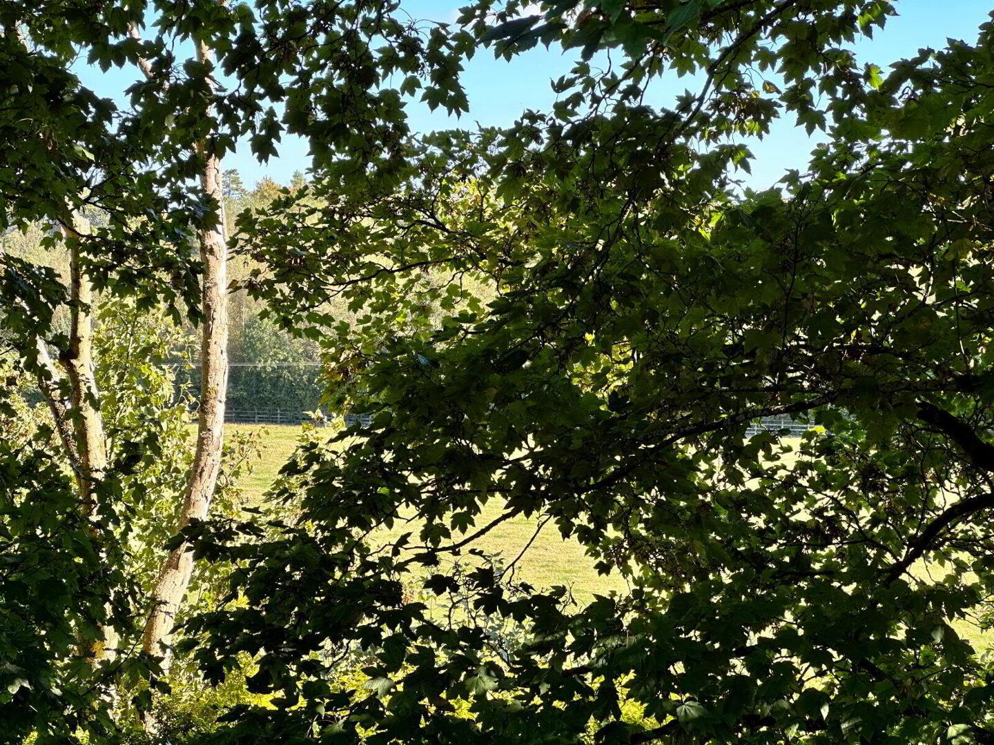 Rossinan 36 of 43