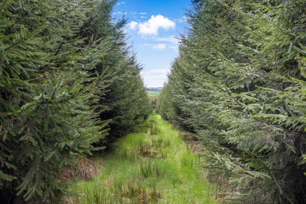 Maghernaharney 20 of 21