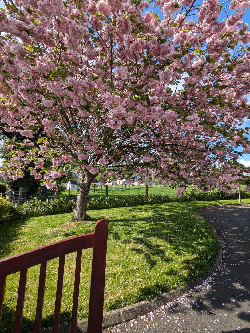 71b Ballinderry Road 15 of 16