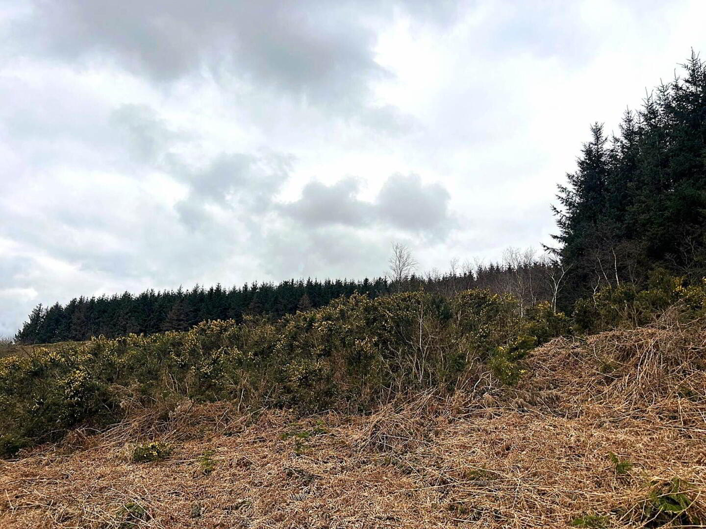 7.75 Acres, Inistoige 3 of 7