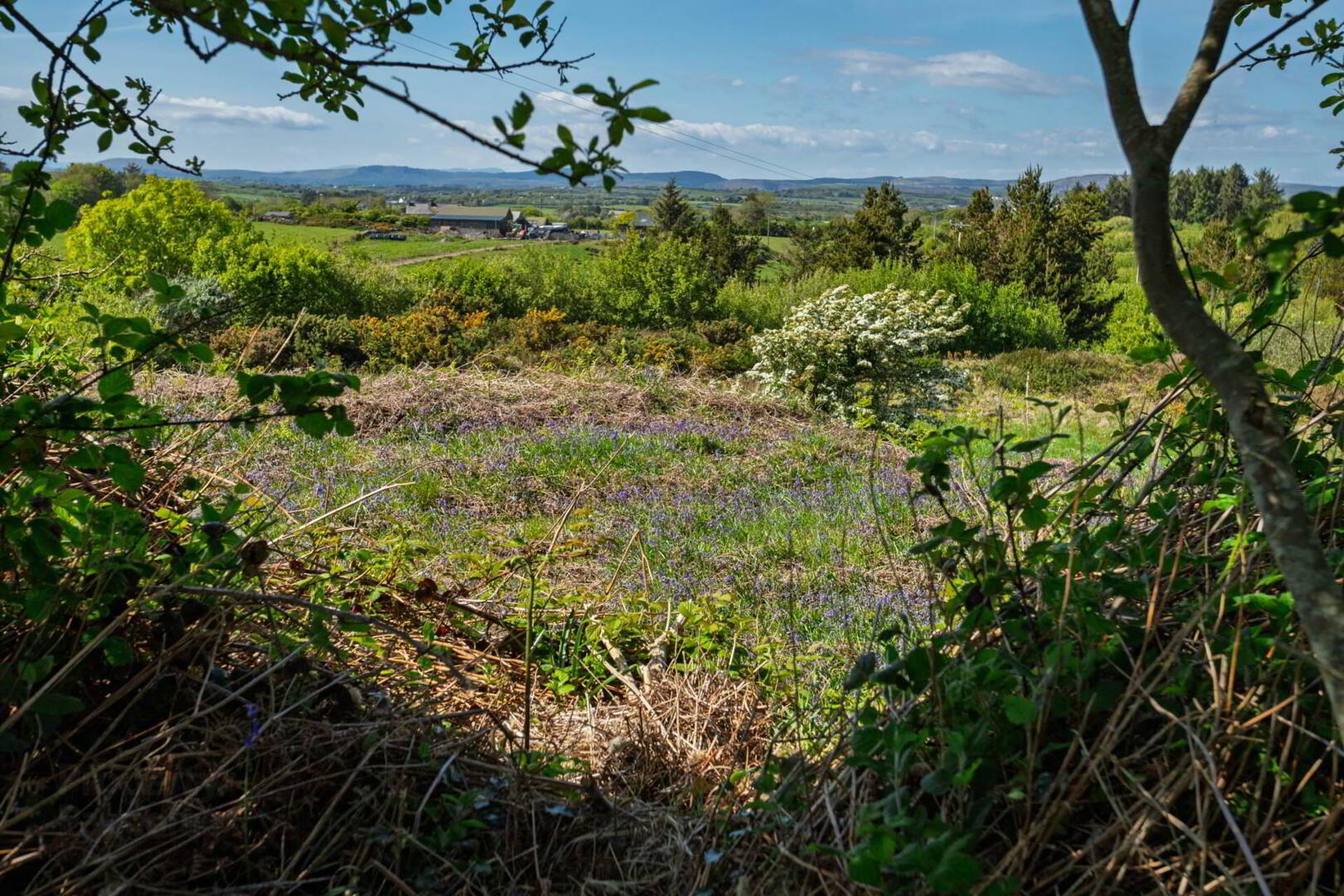 Lackahane 24 of 30