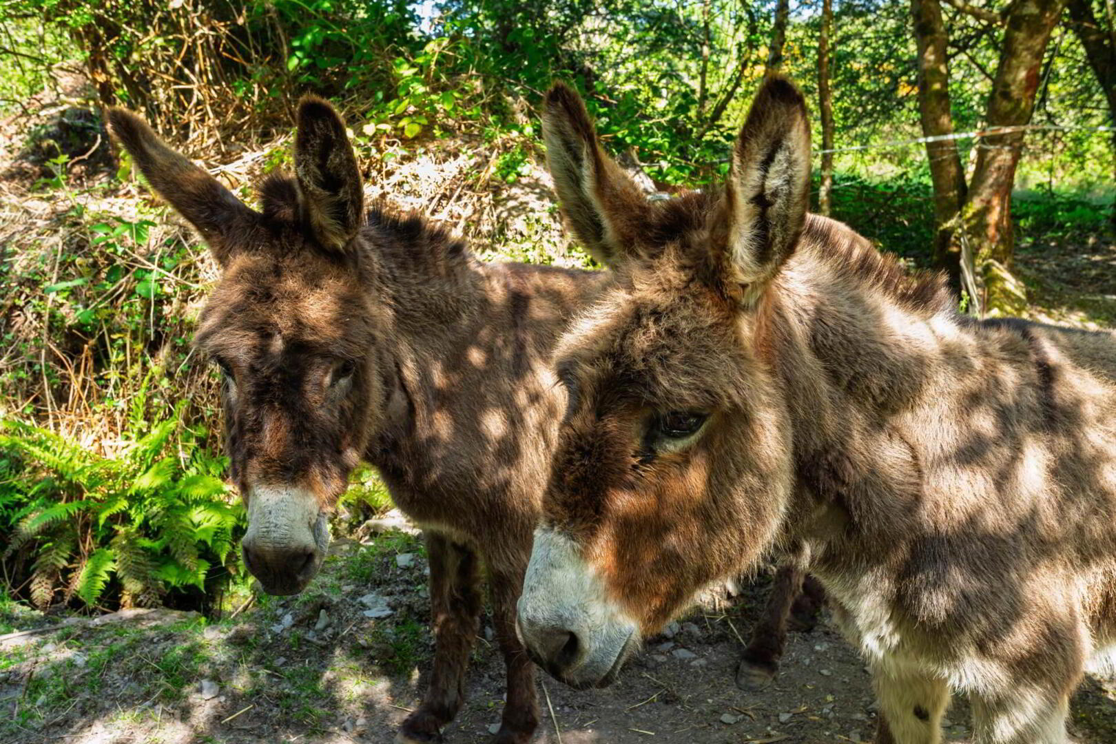 Lackahane 27 of 30