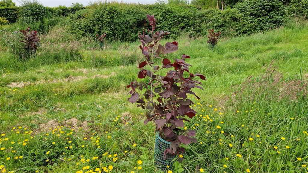 Adj, To78a Ballyculter Road 7 of 14