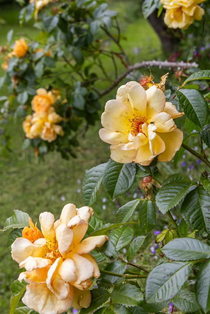 'Kilcoan Gardens', 240 Middle Road 45 of 84