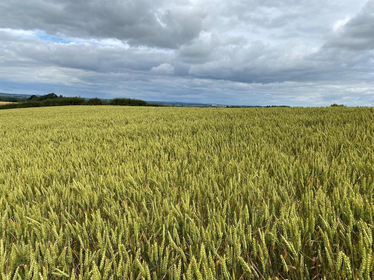 High Quality Arable Lands 1 of 5