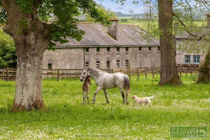 The Fortwilliam, Estate (lot 1) 29 of 36