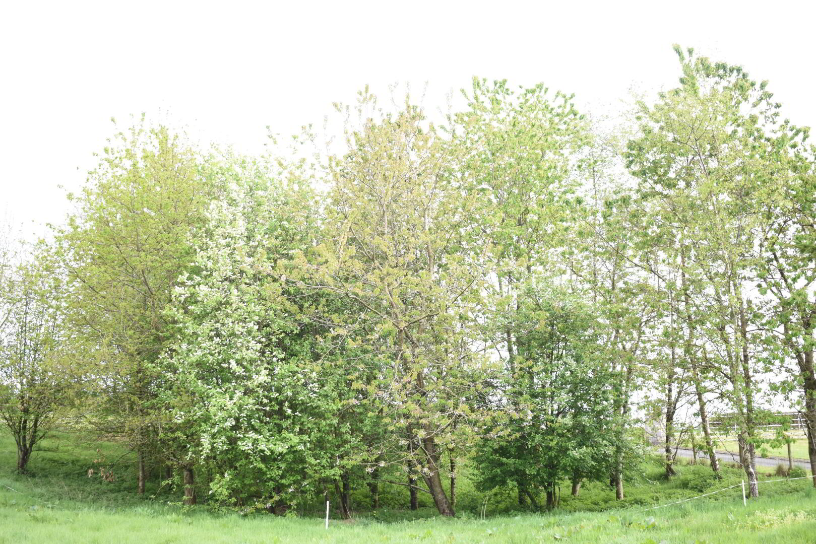 113 & 113a Baronscourt Road 12 of 13