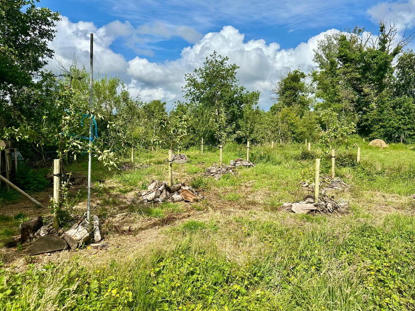 Ragwood 31 of 32