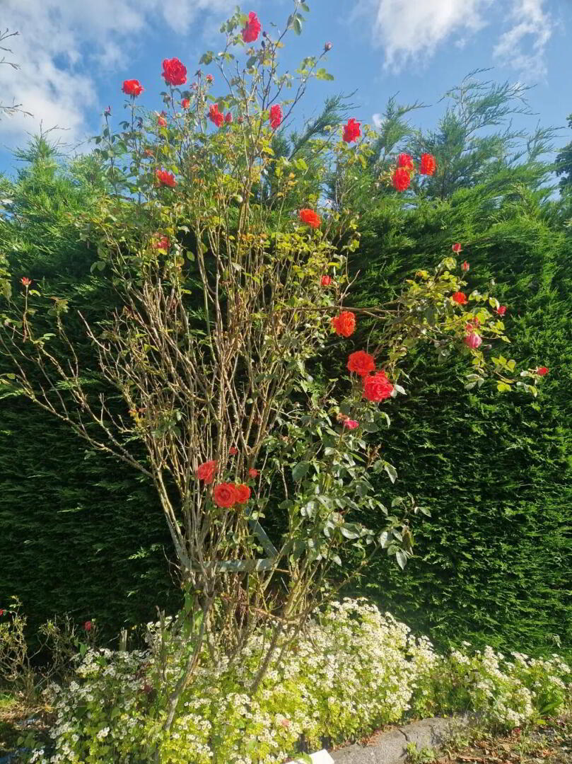 Cloneycavan 9 of 11