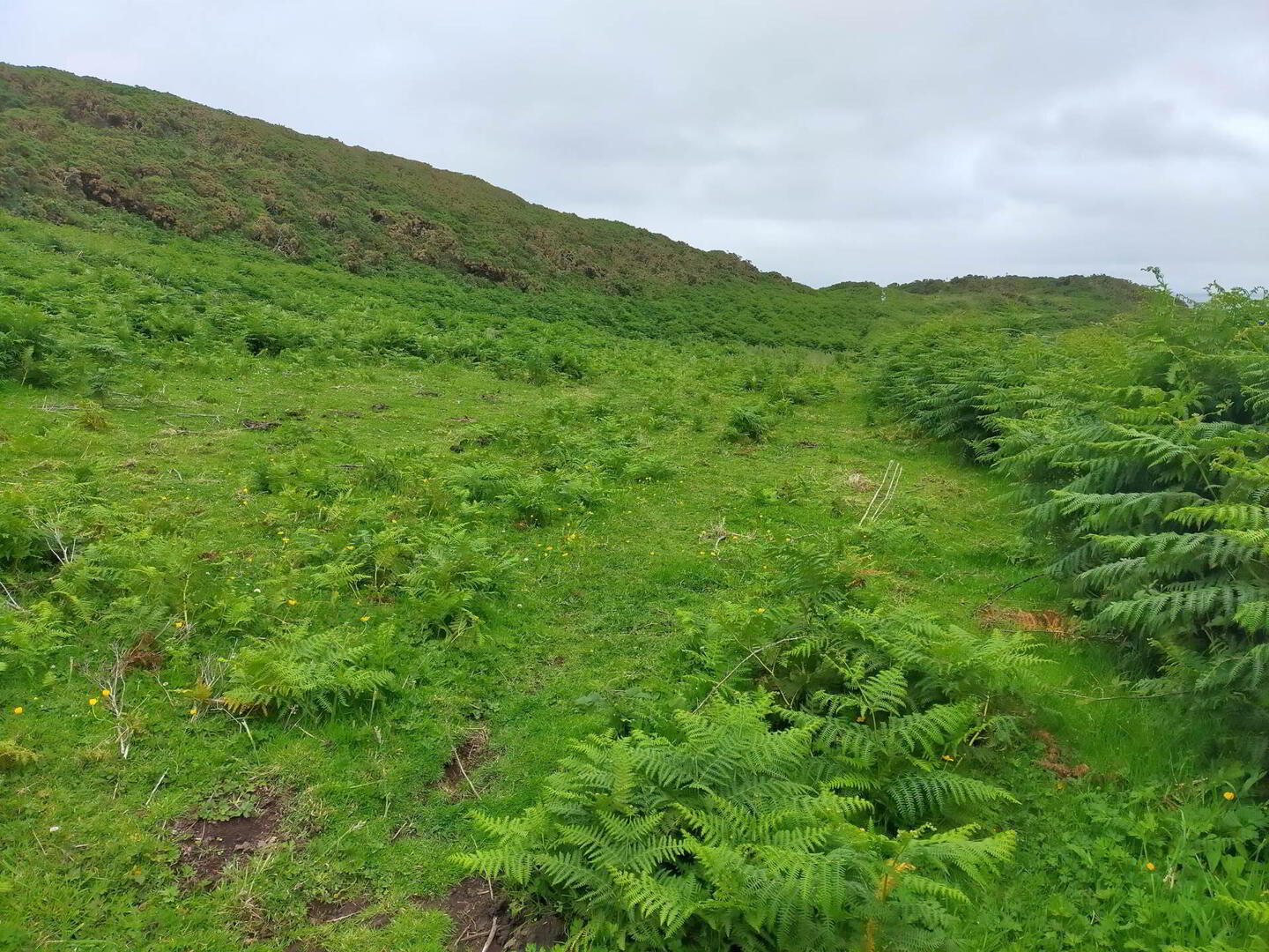 Approx. 22 Acres Land, Coolnagrock 7 of 15