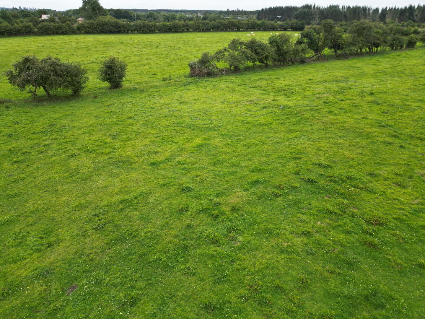 Corskeagh 8 of 11
