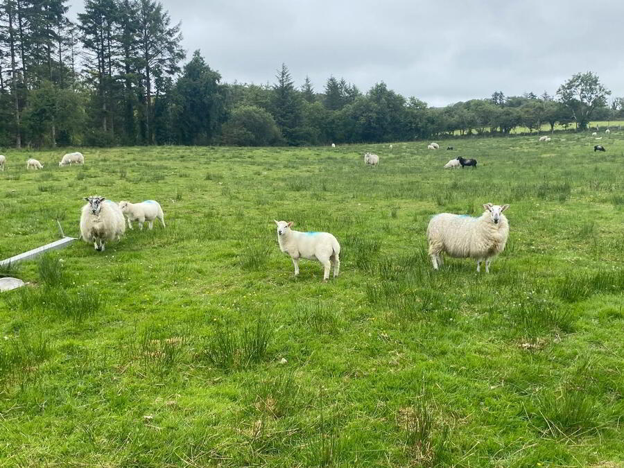 Drumbeagh 30 of 31