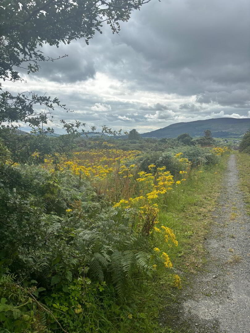 Agricultural Ground, Mountain Road 4 of 9