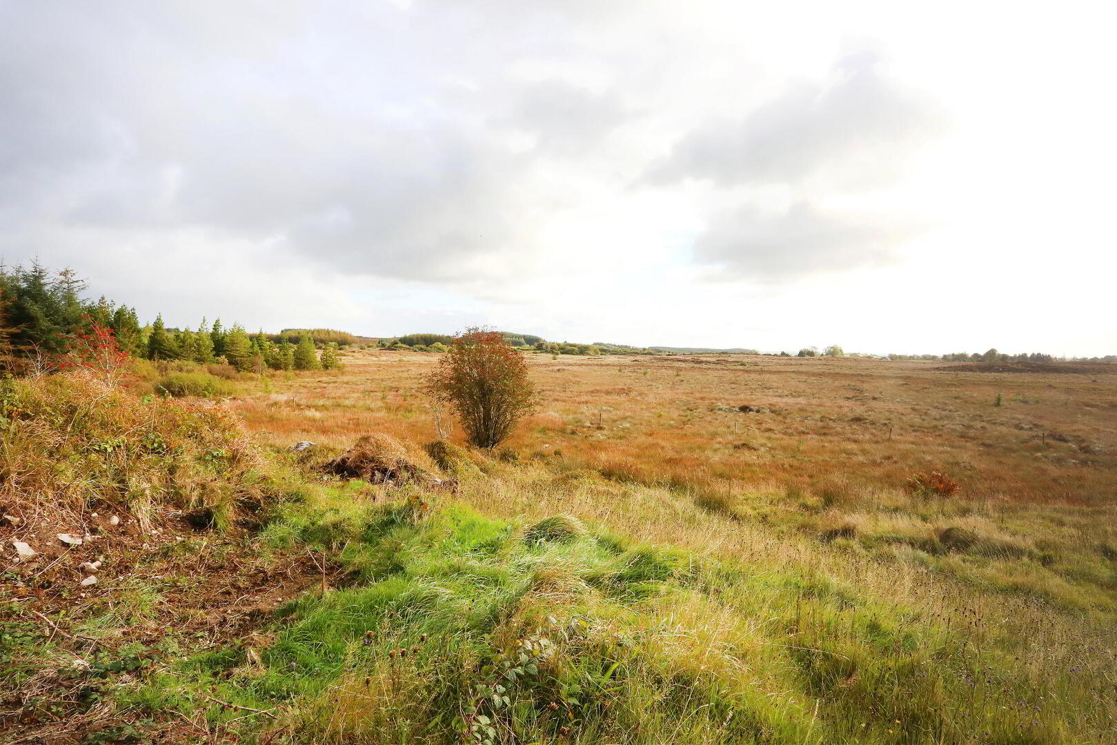 C. 12.5 Acres & Derelict Cottage 10 of 12