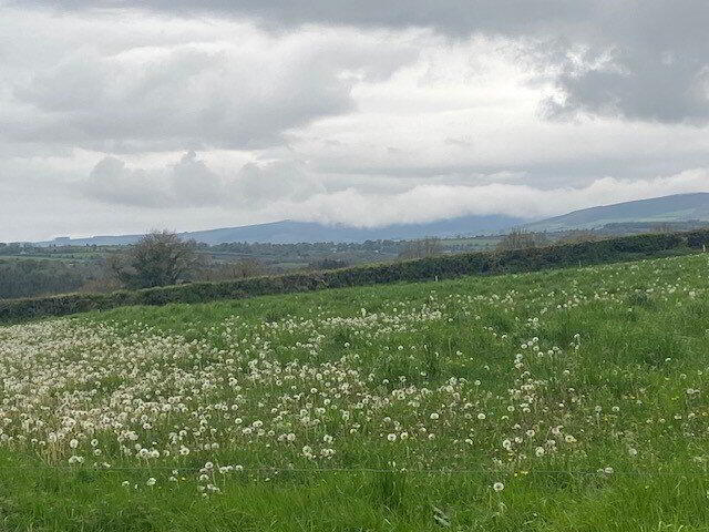 Site B At Ballyminane Mills 1 of 3
