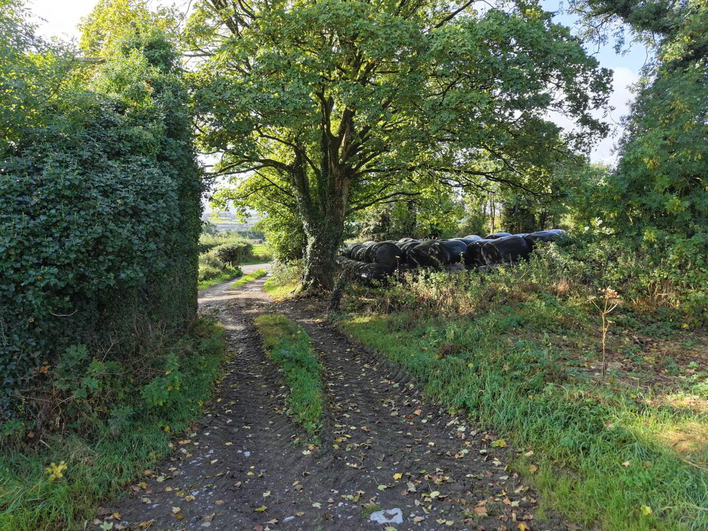 Ballyluskey 11 of 18