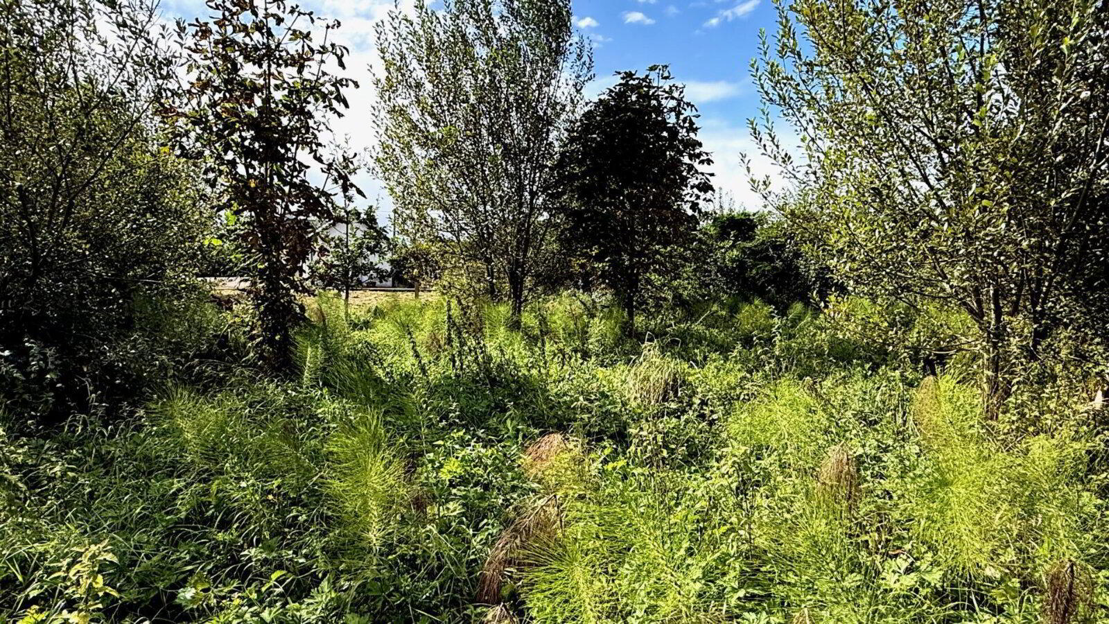 Gardenfield 18 of 19