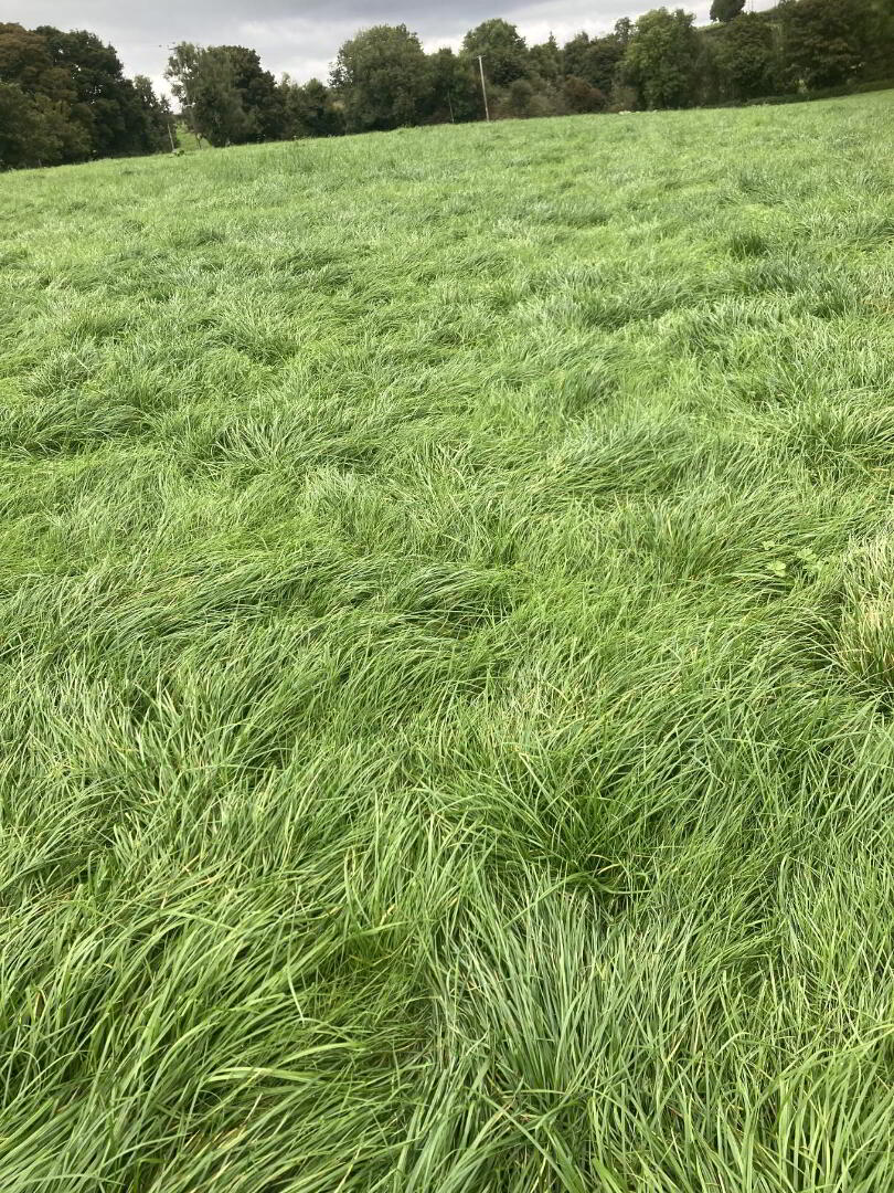 70 Acres 4th Cut Silage, Ballynahatty 1 of 2
