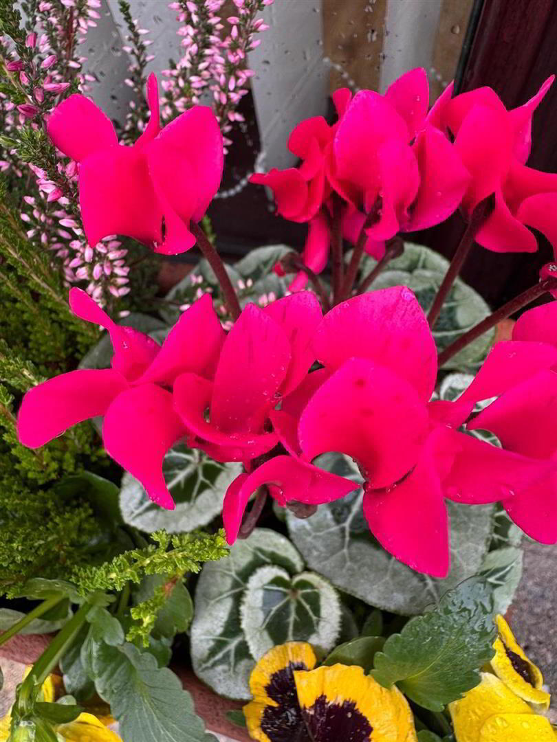 5 Coralmount 45 of 45
