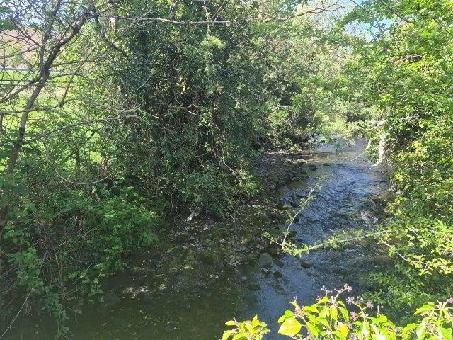 Cornastalk 37 of 37