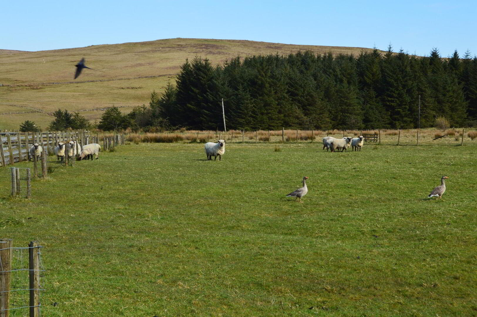 Goose Green Farm, 54 Starbog Road 17 of 17