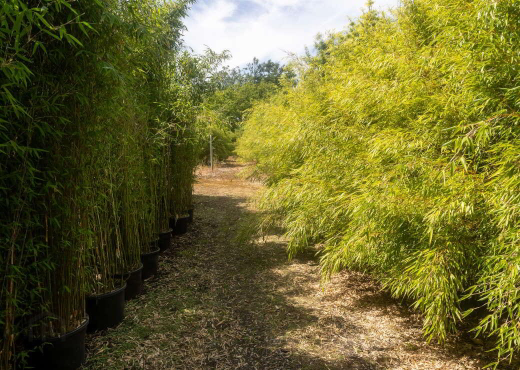 Stam's Bamboo Nursery Ltd, Ballinwillin 3 of 13