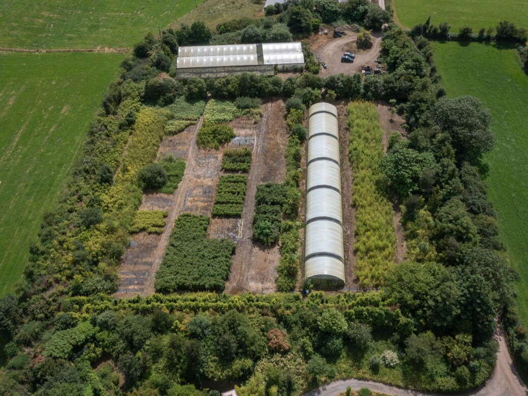 Stam's Bamboo Nursery Ltd, Ballinwillin 1 of 13