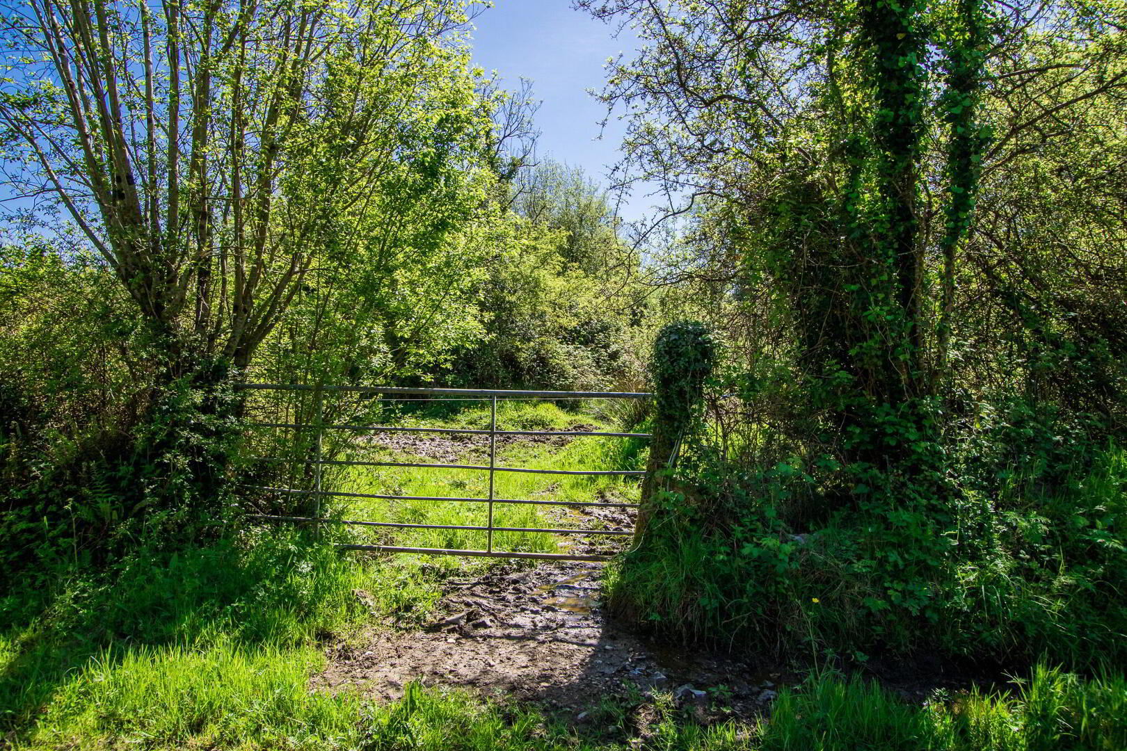 Land, Carrigeen And Kilgarve 17 of 18