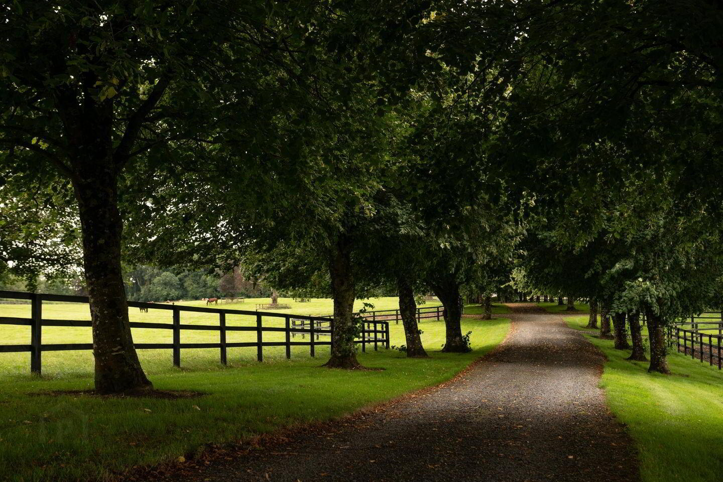 Triermore House, And Stud Farm 3 of 6