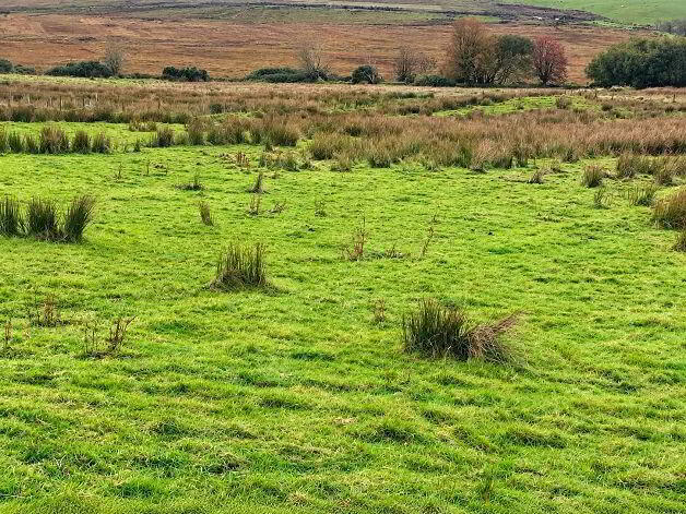 Breenagh 3 of 7