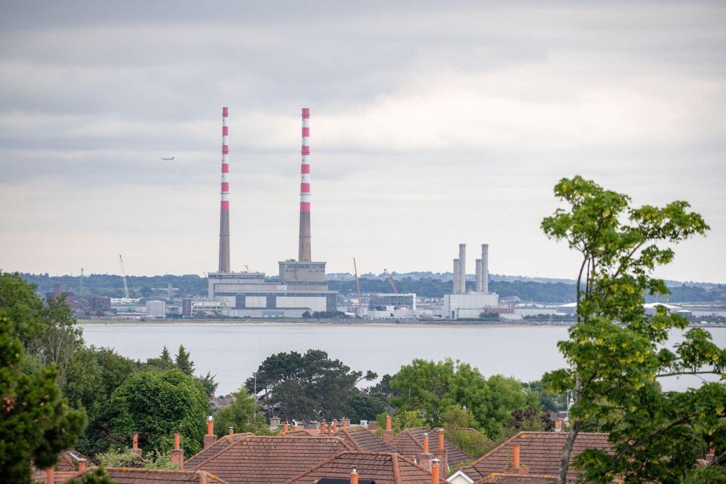 44 Booterstown Wood 17 of 18