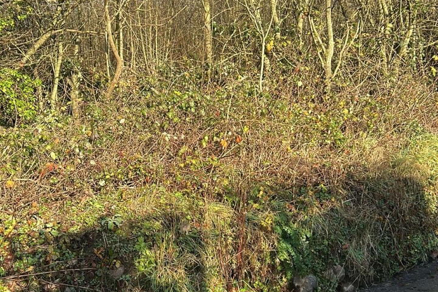 Ballynaboley 1 of 4