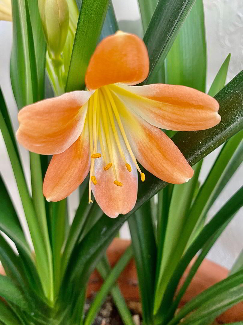 3 Ardglen Park Glen Road, Derry