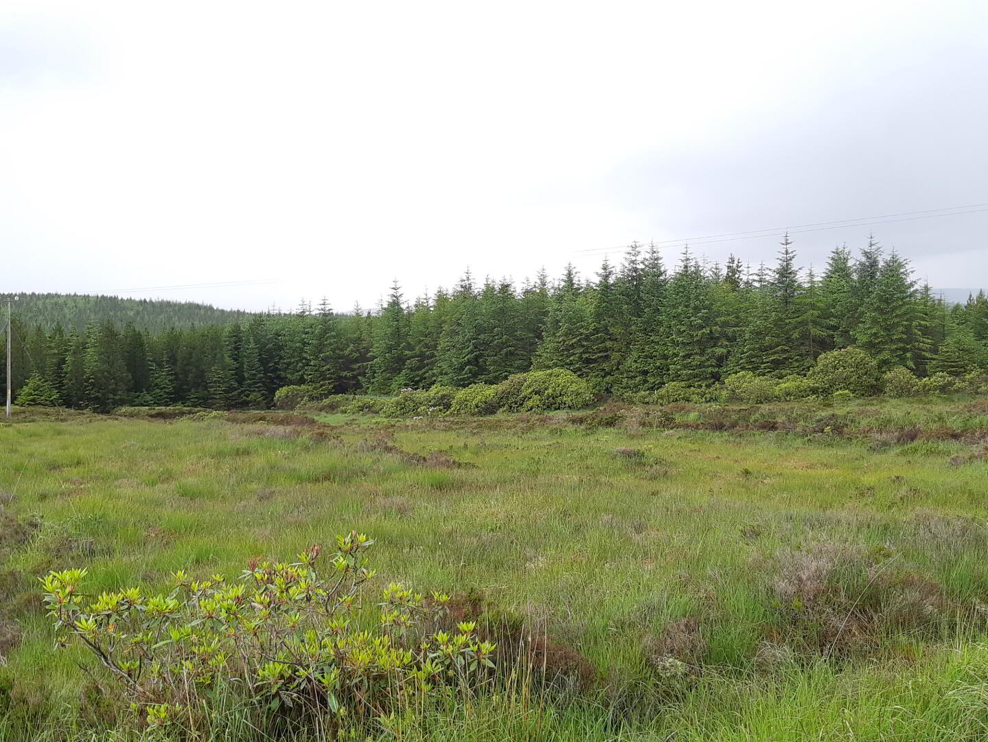 Forestry Lots, Ballintra Area