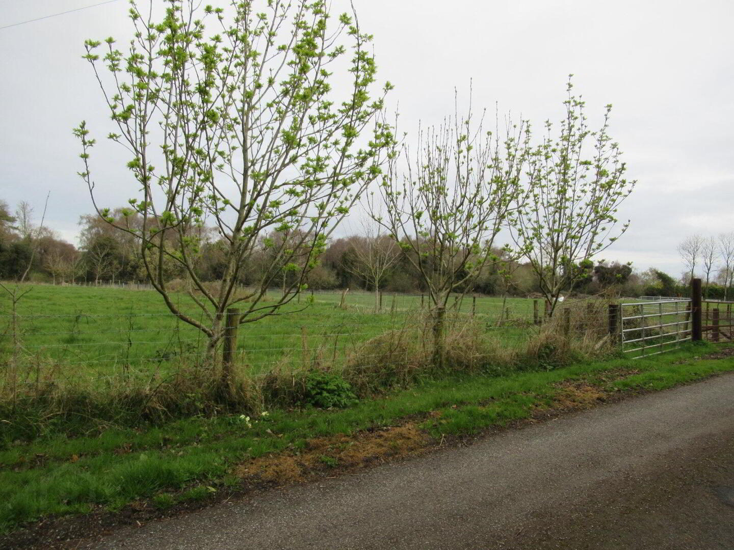 Burnetts Wood 2 of 3