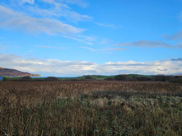 Sandhill 14 of 16