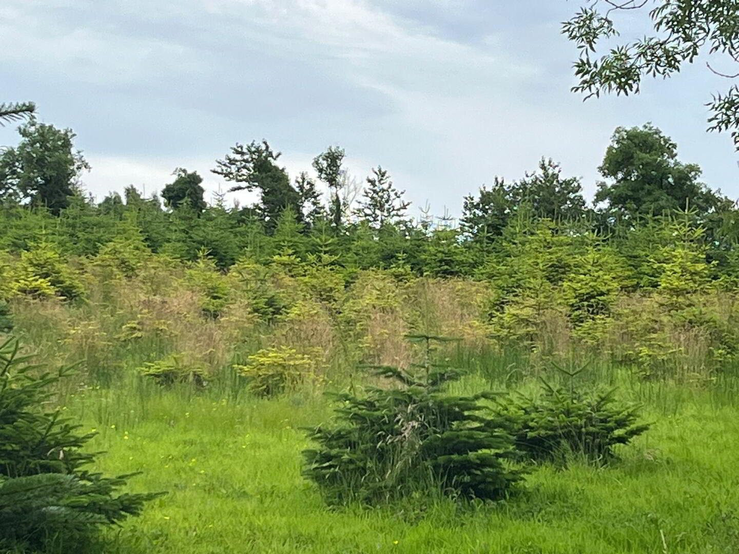 Christmas Tree Forest, Tullycreevy