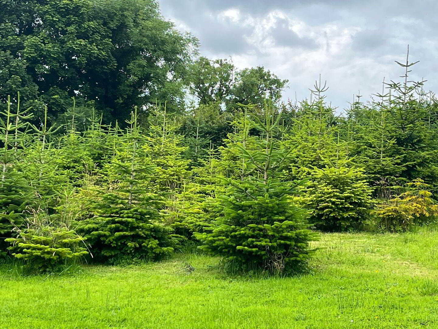 Christmas Tree Forest, Tullycreevy