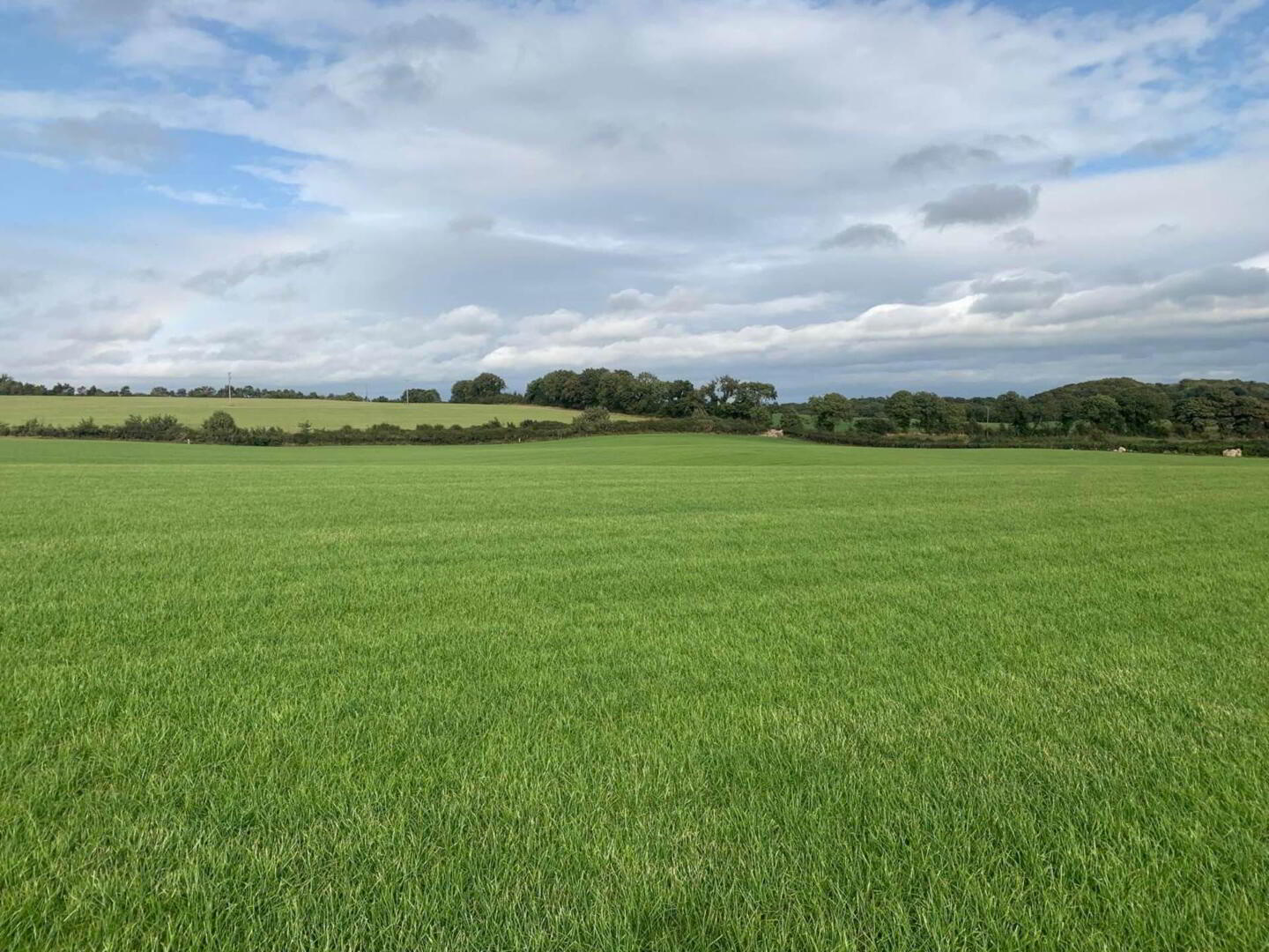 13 Acres, Of New Grass For 1st Cut Silage