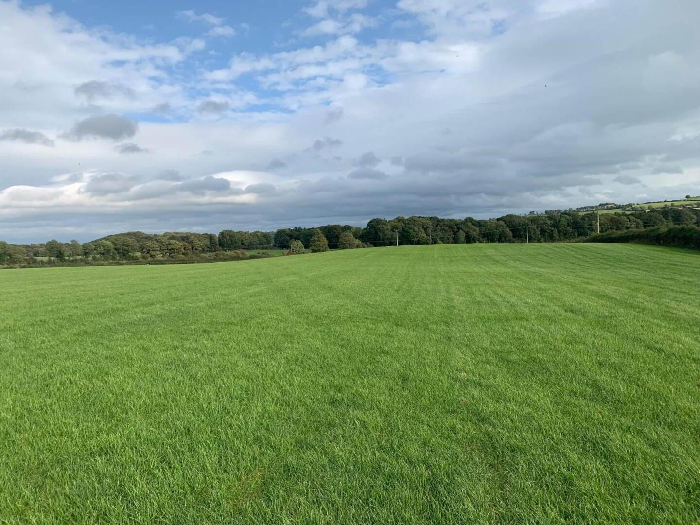 13 Acres, Of New Grass For 1st Cut Silage