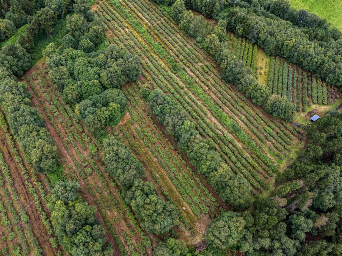 Blueberry Farm