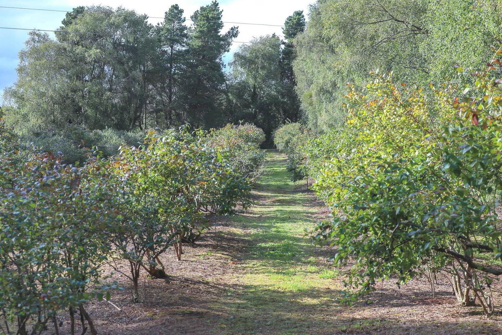 Blueberry Farm