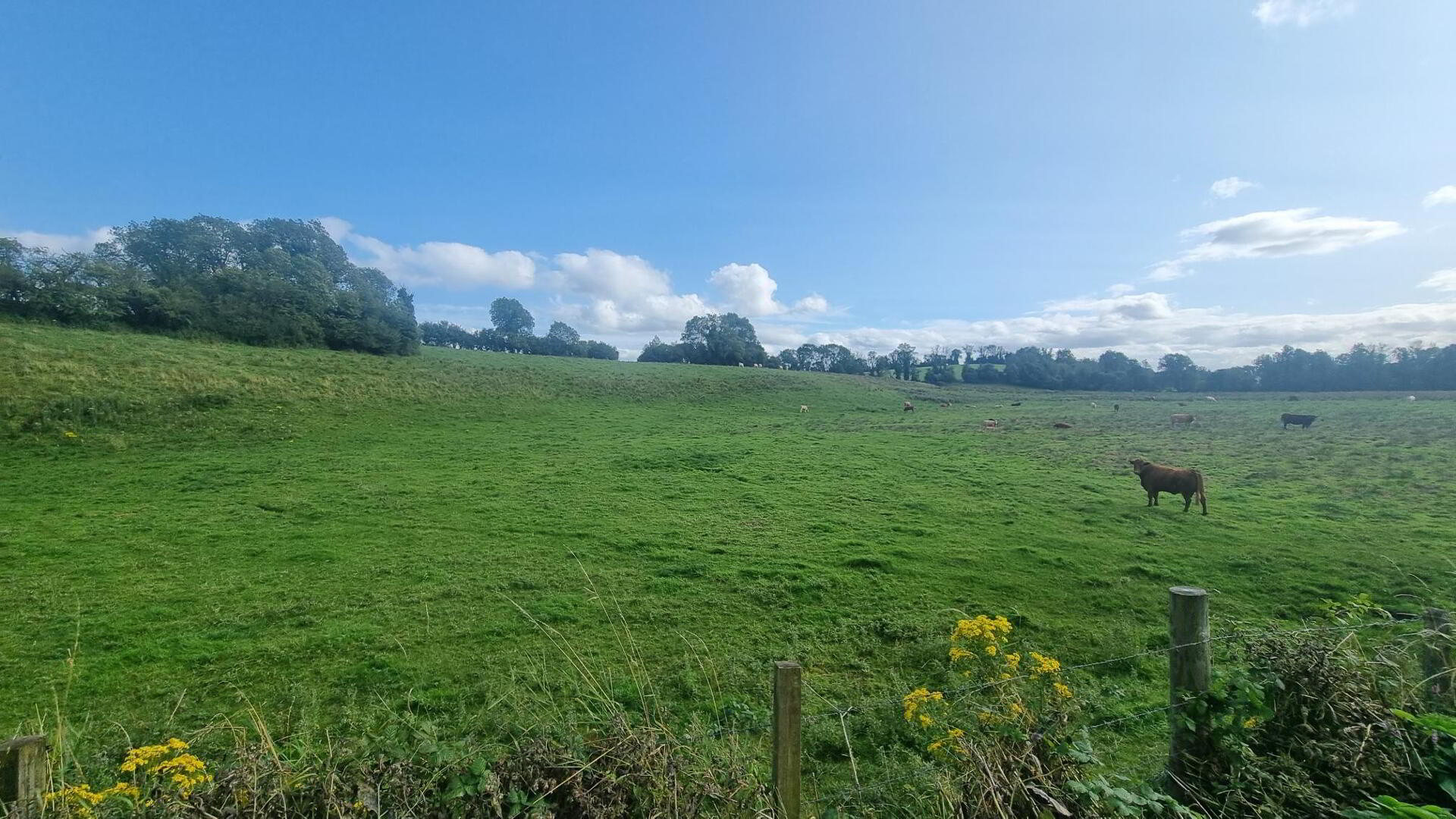 C.25 Acres At Clonlura Drummully 6 of 9