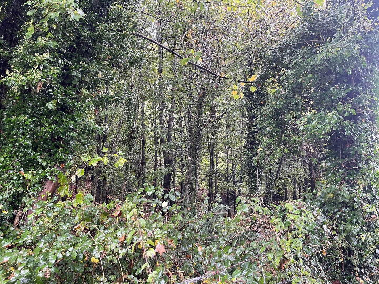 C. 5.2 Acres Of Woodland, C.5.2 Acres Adj. To 42 The Heights