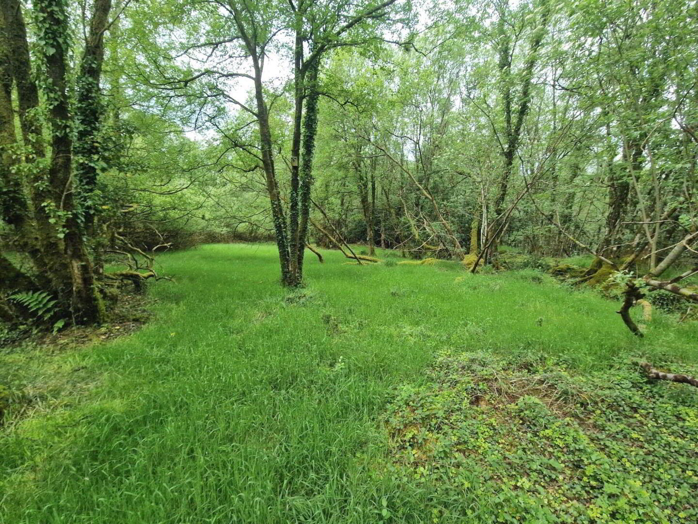 Building Site, With 7 Acres 33 of 37