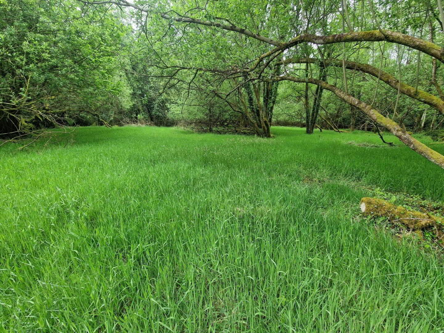Building Site, With 7 Acres 21 of 37